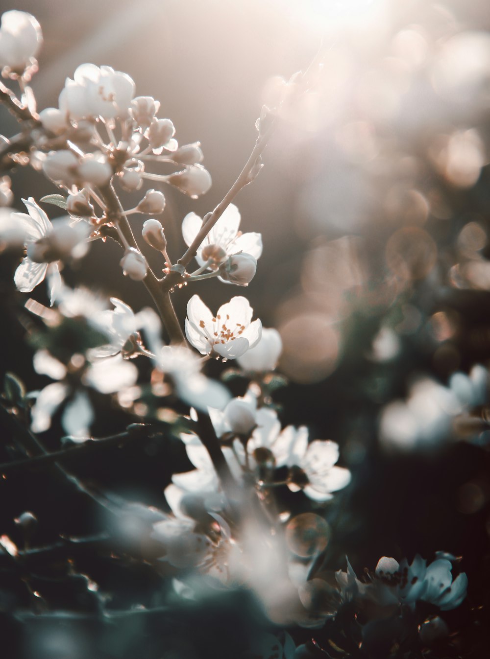 white flowers in tilt shift lens