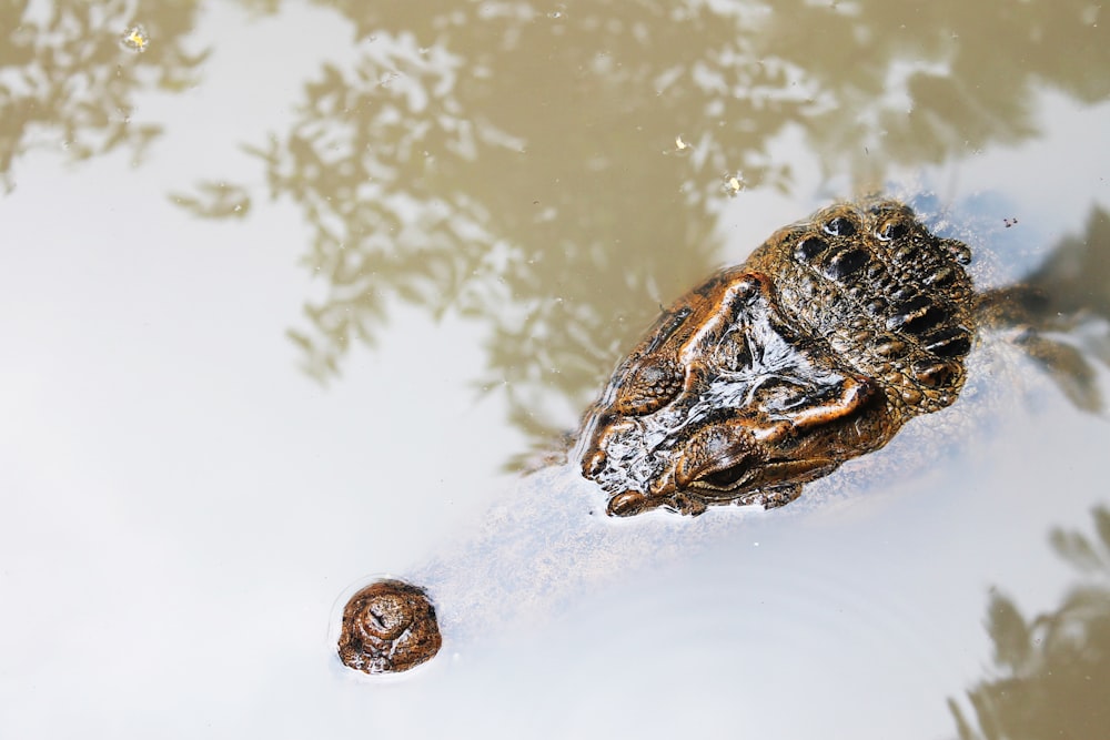 black crocodile on body of water