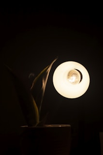 A bright, illuminated light bulb appears against a dark background, casting light onto the leaves of a nearby potted plant. The warm glow of the bulb creates a stark contrast with the surrounding darkness.