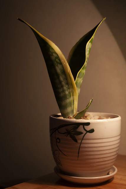 Artful arrangement of several premium sansevieria plants in handcrafted ceramic pots against an ivory background.
