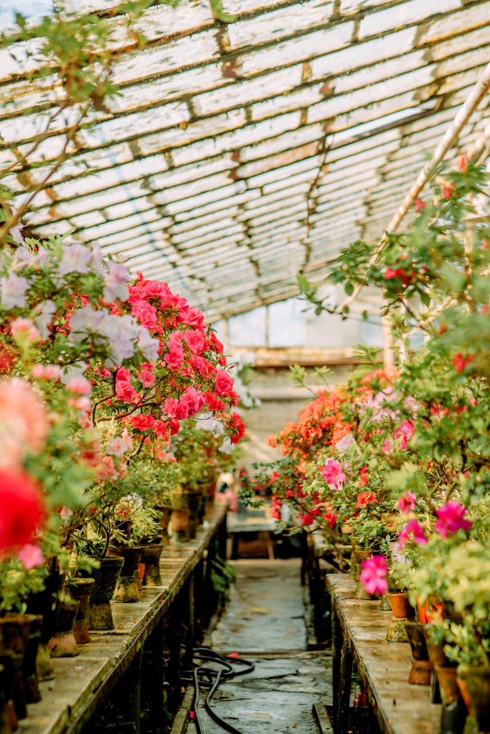 red flowers in greenhouse during daytime