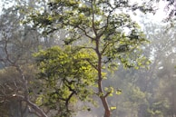 A serene outdoor portrait with gentle sunlight filtering through trees, capturing a peaceful moment.