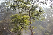 A peaceful nature scene with soft sunlight filtering through trees, evoking tranquility and healing.