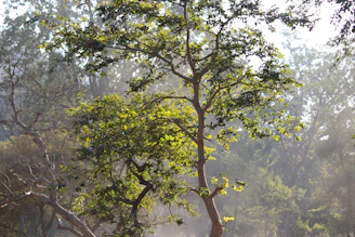 A serene outdoor scene with soft sunlight filtering through trees, evoking peace and clarity.