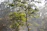 A serene oak tree with sunlight filtering through its leaves in a peaceful Virginia forest.