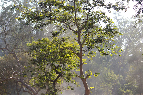 A serene forest scene with soft sunlight filtering through tall trees, evoking calm and natural beauty.