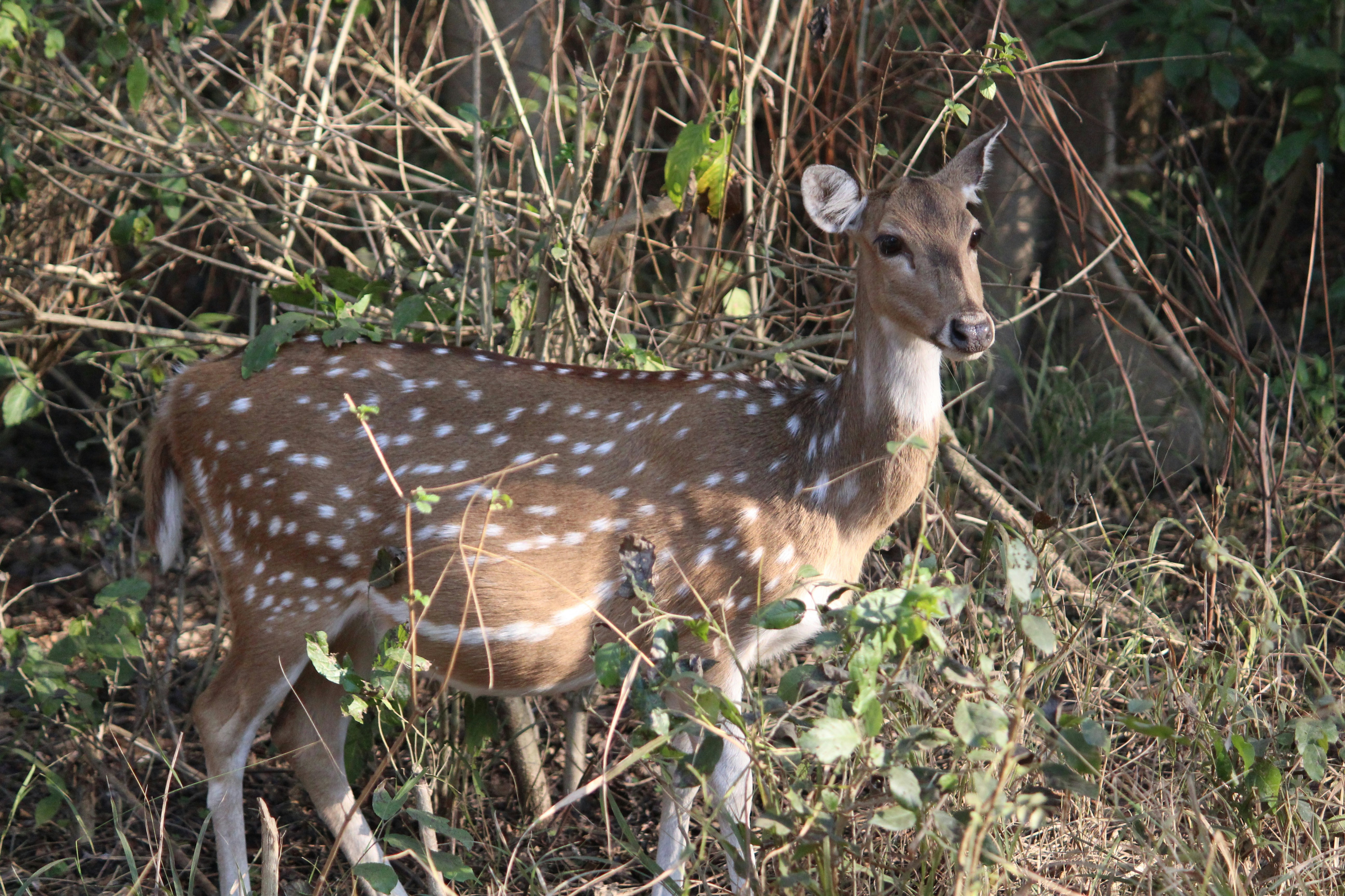 white spotted deer