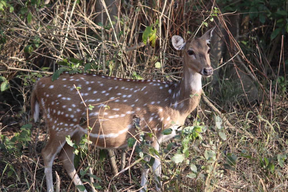brown and white spotted deer on green grass during daytime
