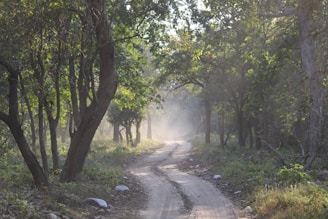 A serene forest path bathed in soft morning light, with gentle mist weaving through ancient trees.