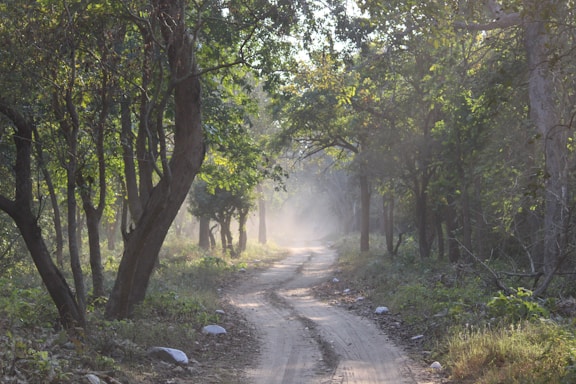 A serene landscape with a tranquil path leading into a mystical forest.