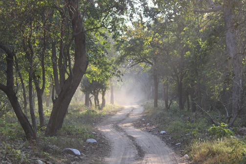 A misty forest path winding beneath towering ancient trees, with rays of sunlight breaking through the leafy canopy.
