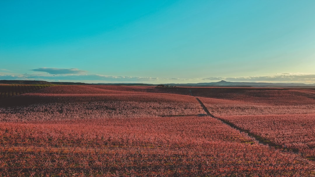 brown grass field under blue sky during daytime