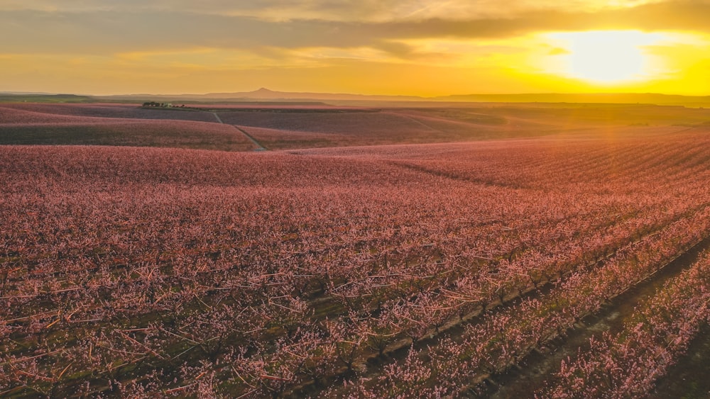 brown field under orange sky