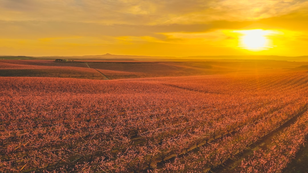 brown field under cloudy sky during daytime