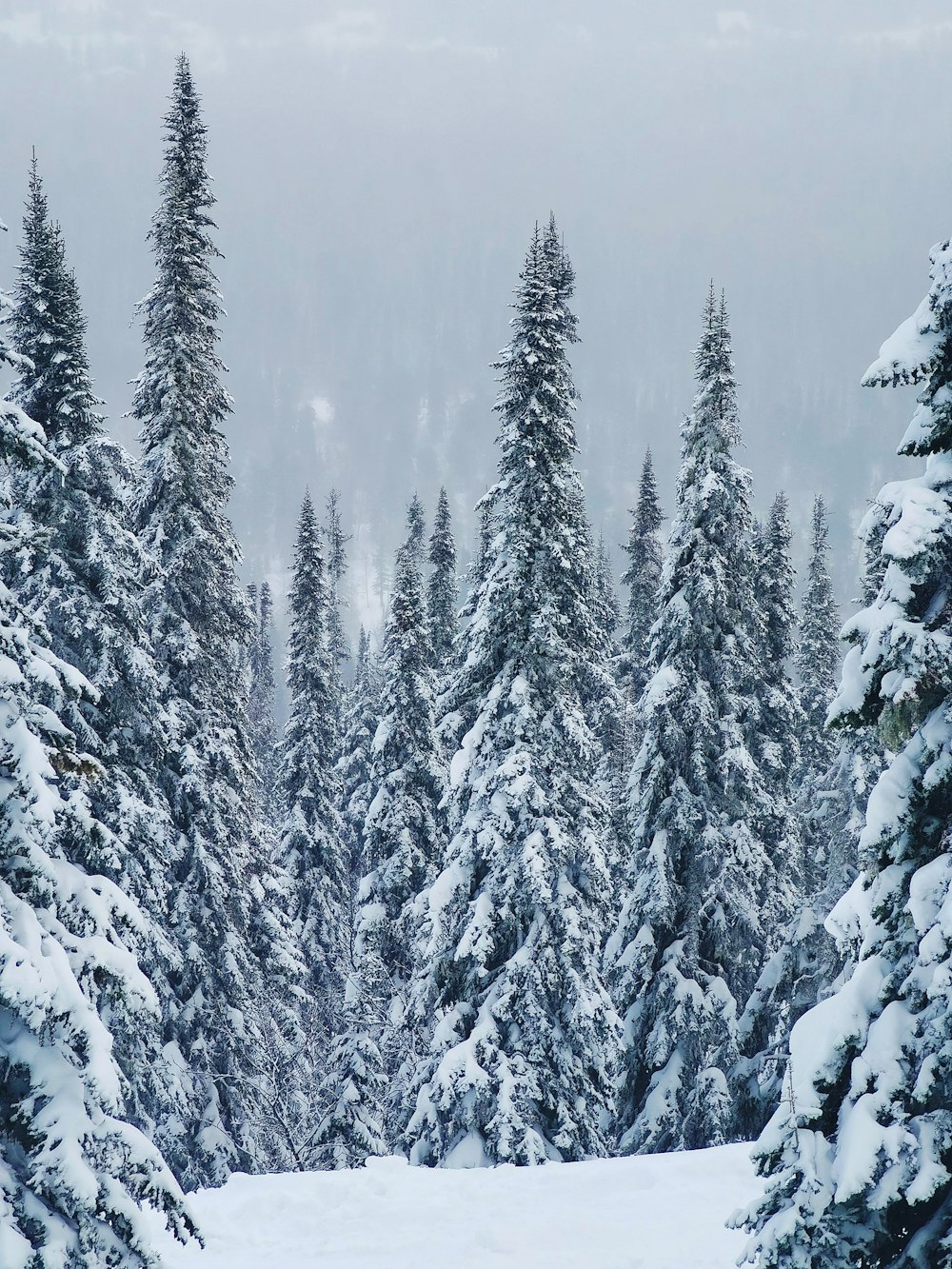 snow covered pine trees during daytime