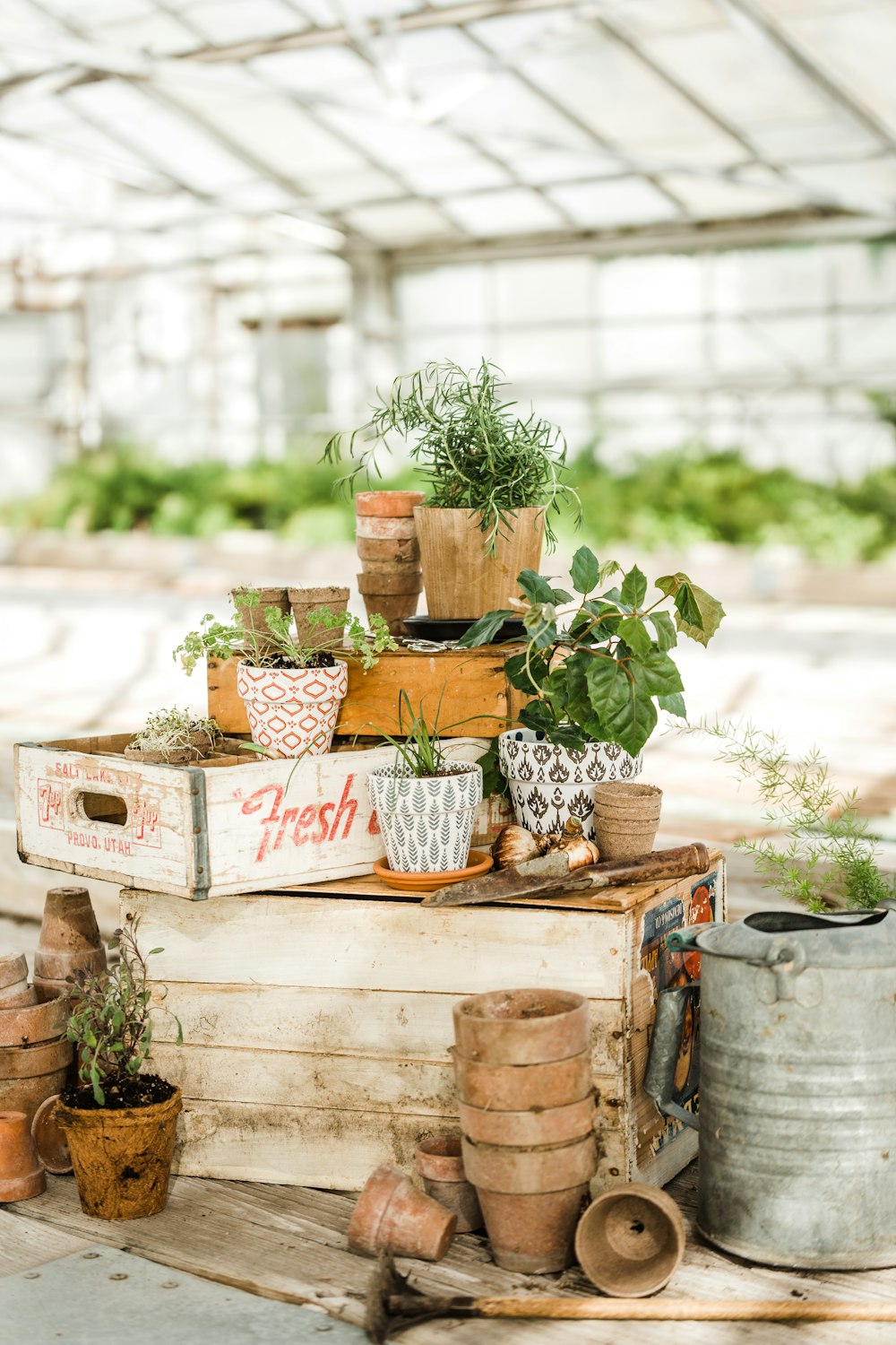 green potted plants on white wooden crate