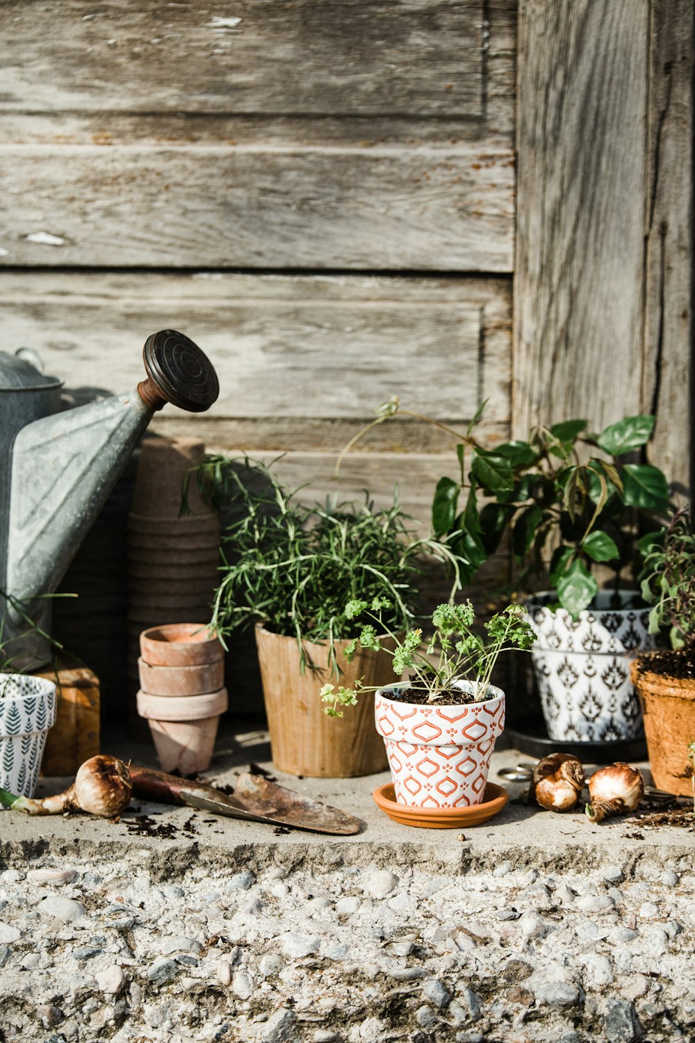 green potted plant on brown wooden table