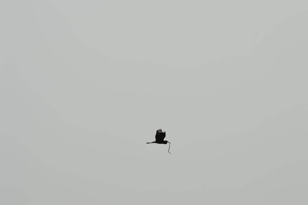 black bird on mid air