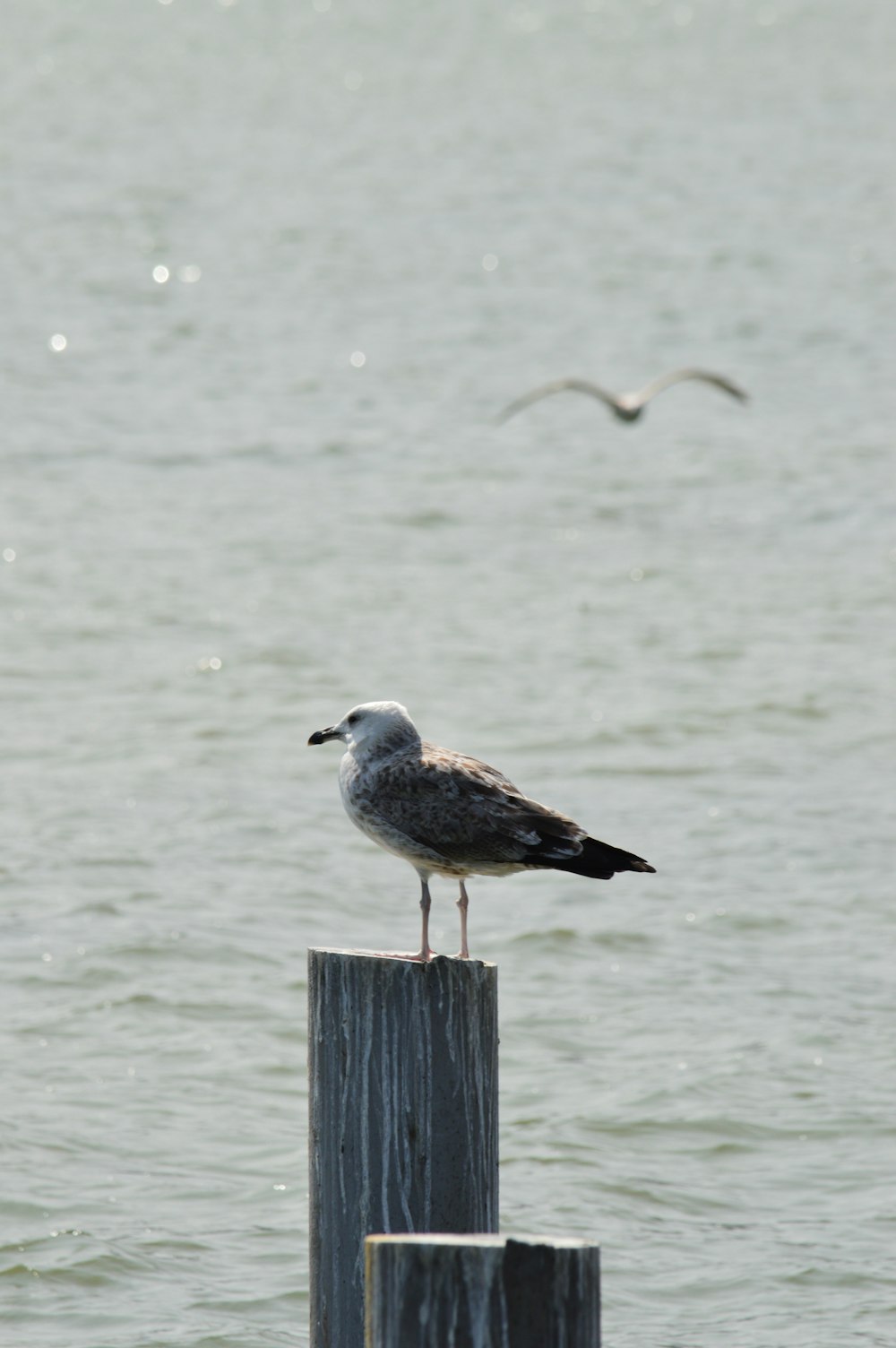 pájaro blanco y gris en la cerca de madera marrón durante el día