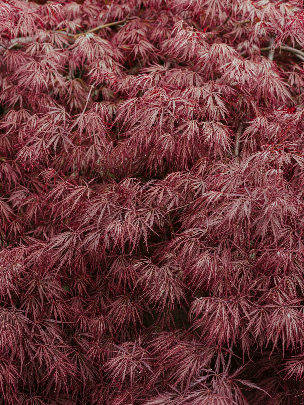 Campo de plantas rojas y blancas