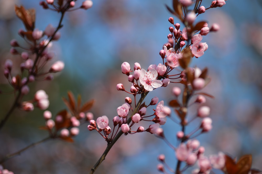 pink and white flower in tilt shift lens