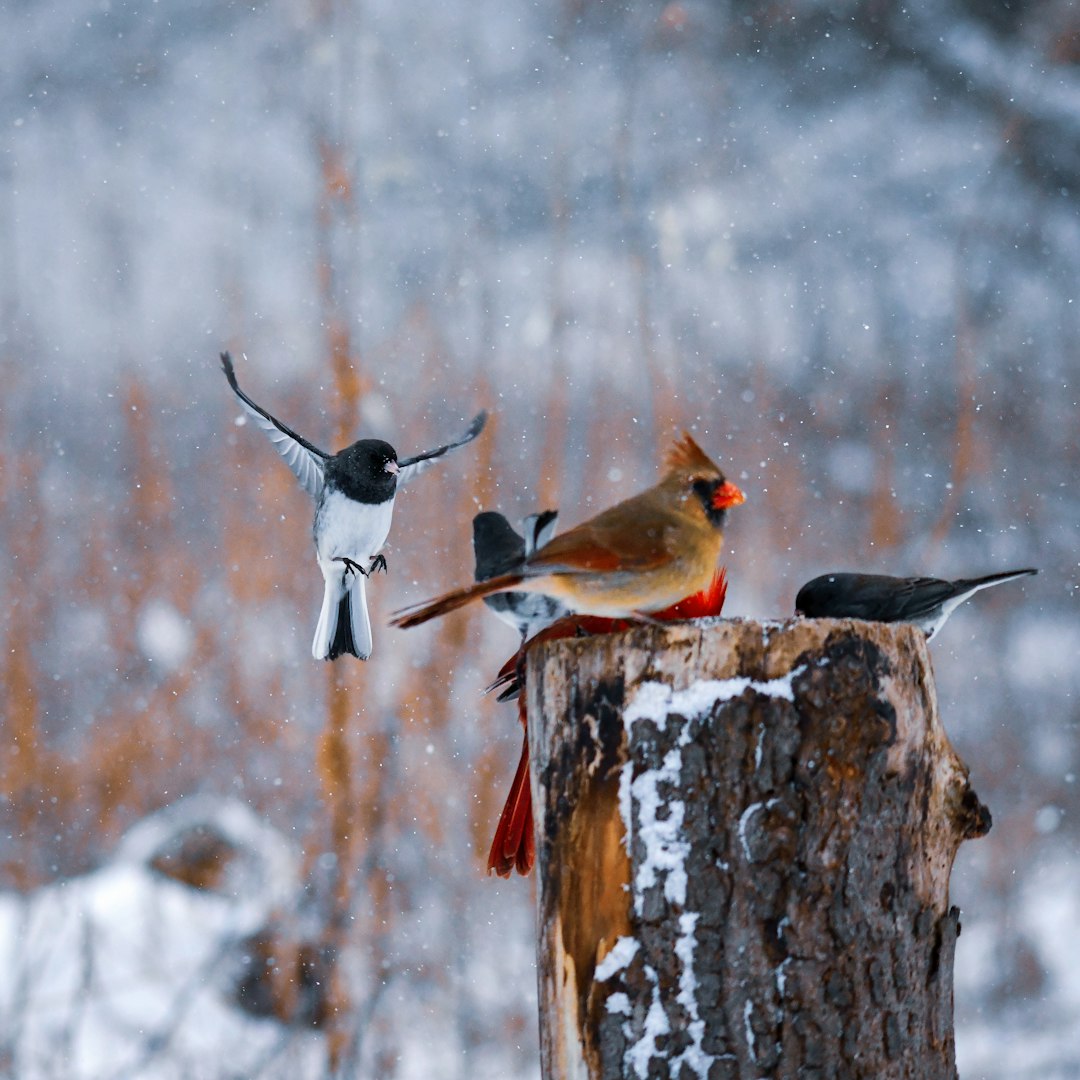 brown and black bird on brown tree branch during daytime