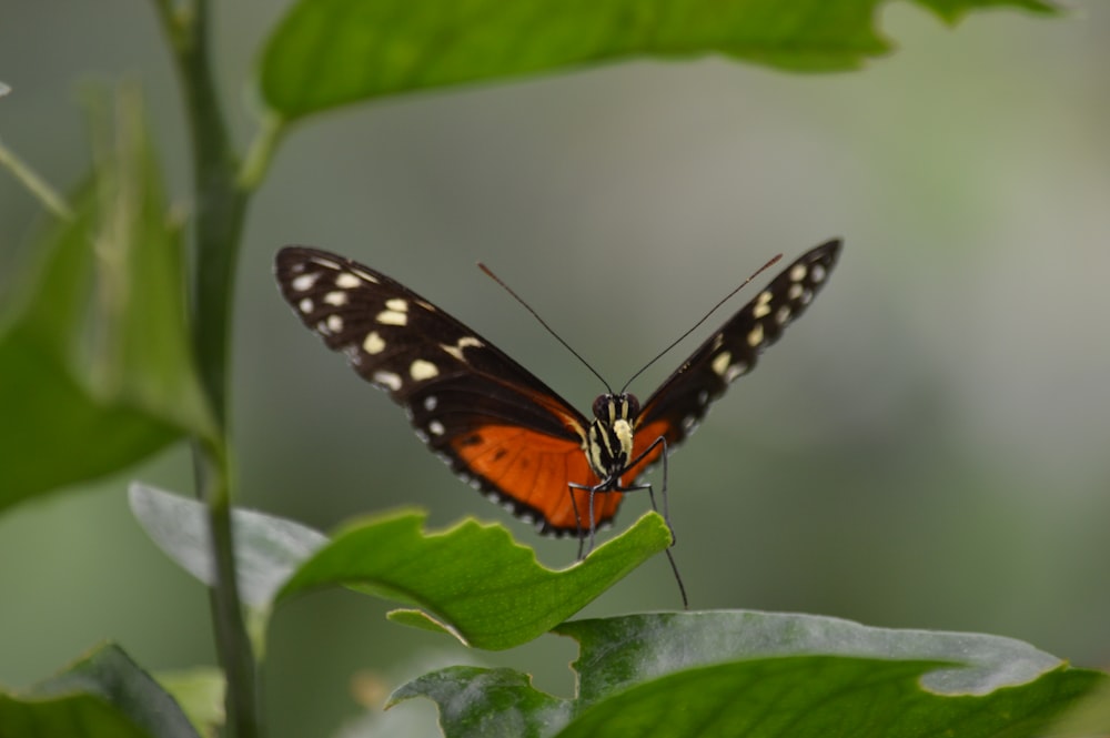 black and brown butterfly perched on green leaf in close up photography during daytime