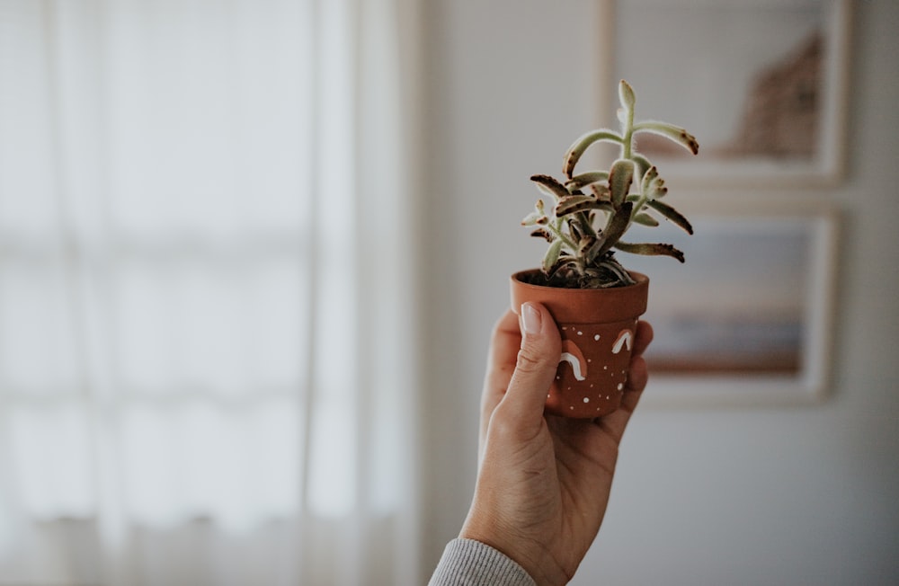 person holding green plant in brown pot