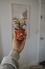 person holding green plant in brown clay pot