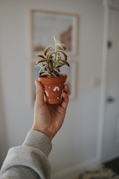 person holding green plant in painted clay pot