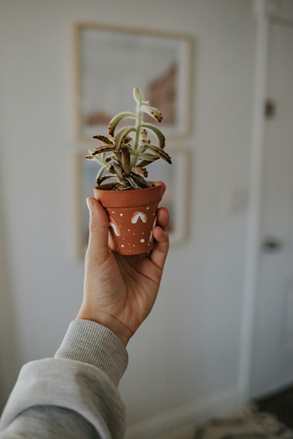 person holding green plant in brown clay pot