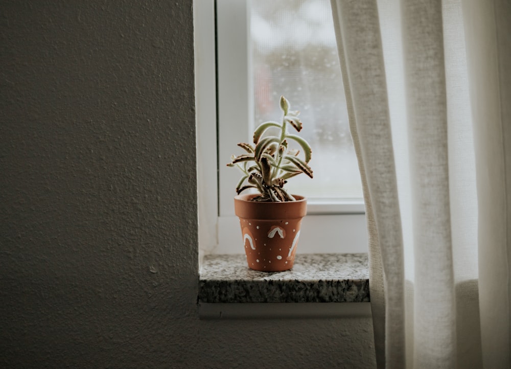 Planta verde en maceta de barro marrón