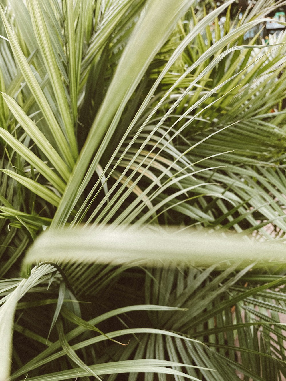 green palm plant during daytime