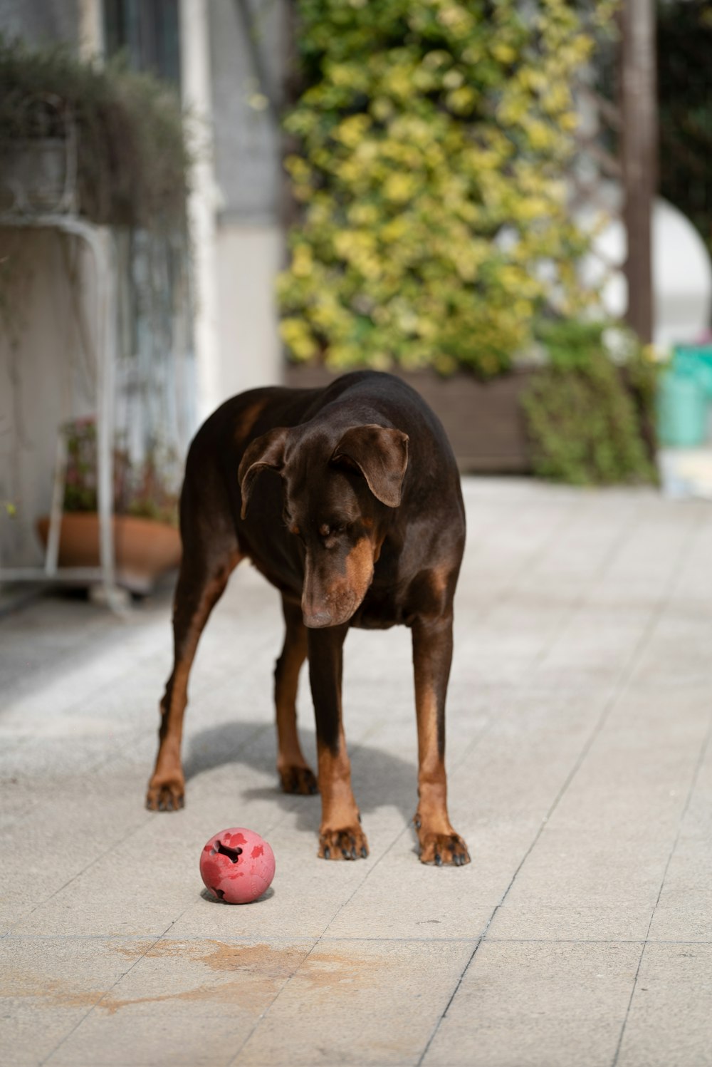 black and tan short coat medium sized dog on grey concrete pavement during daytime