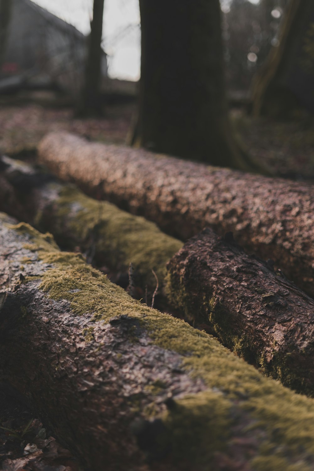 brown and black wood logs