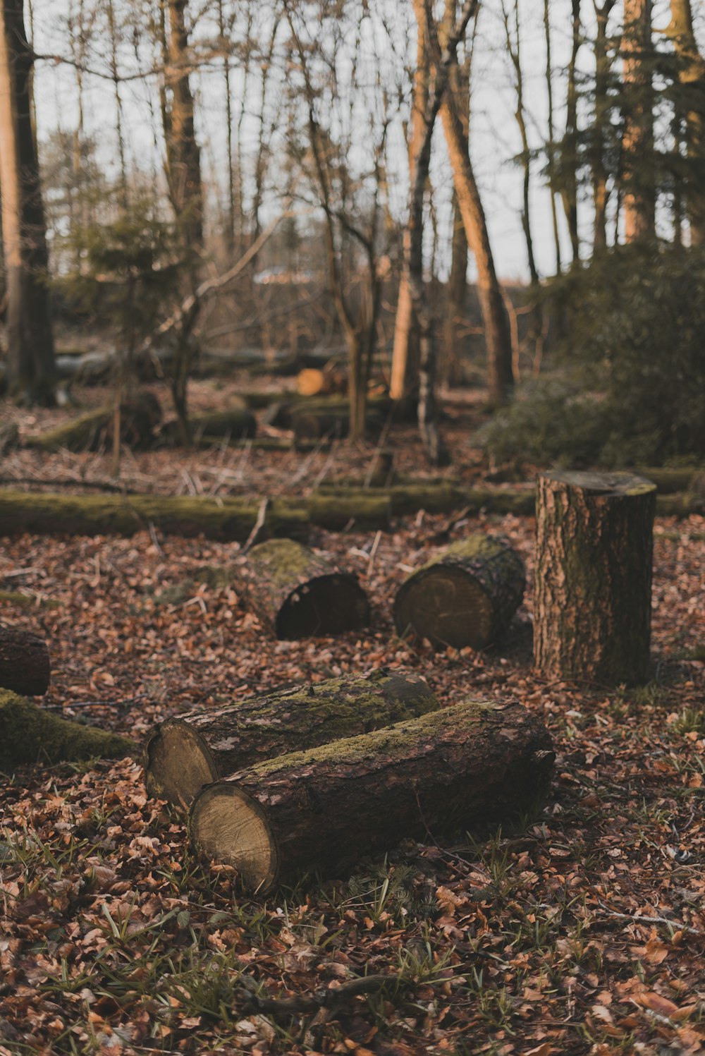 brown tree log on ground