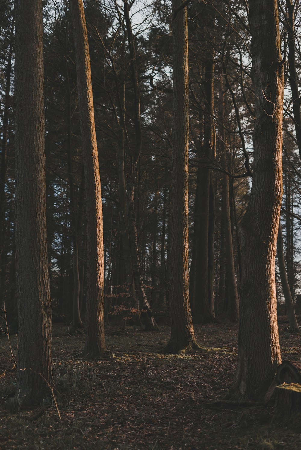 brown trees on forest during daytime