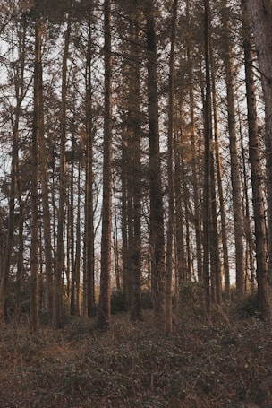 brown trees on brown field during daytime