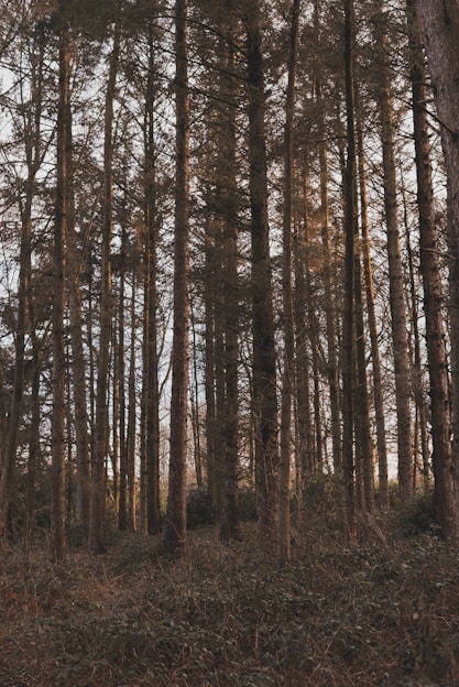 brown trees on brown field during daytime