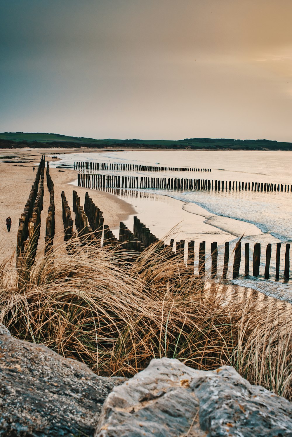 brown grass on white sand near body of water during daytime