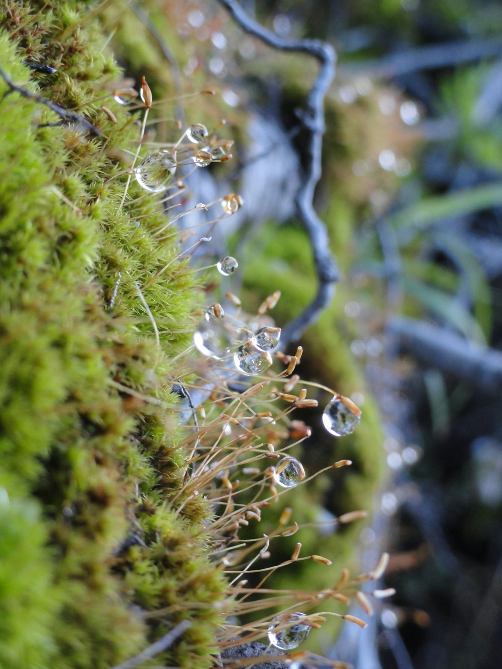 緑の植物の水滴