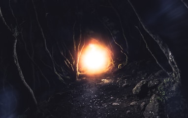 sun light in the middle of the forest
