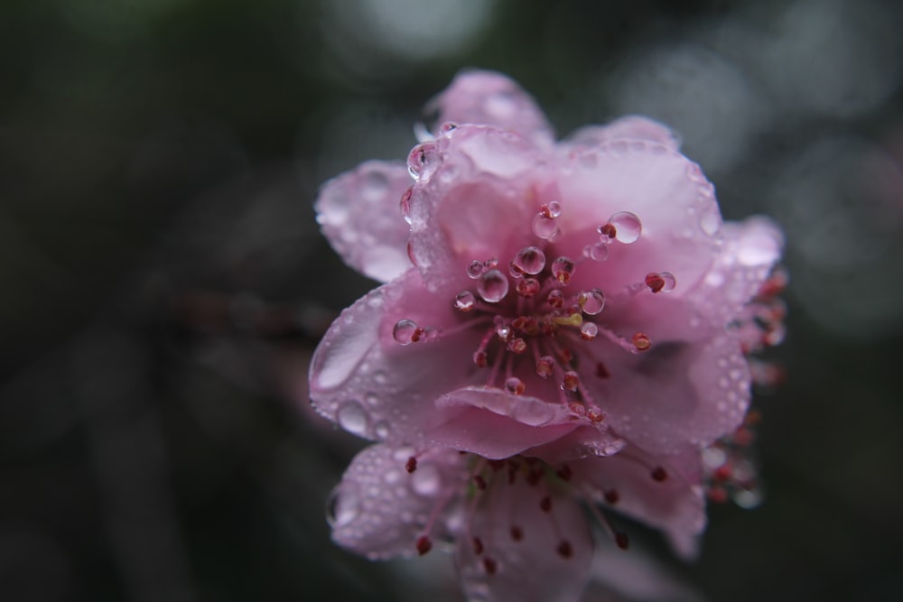 pink flower with water droplets