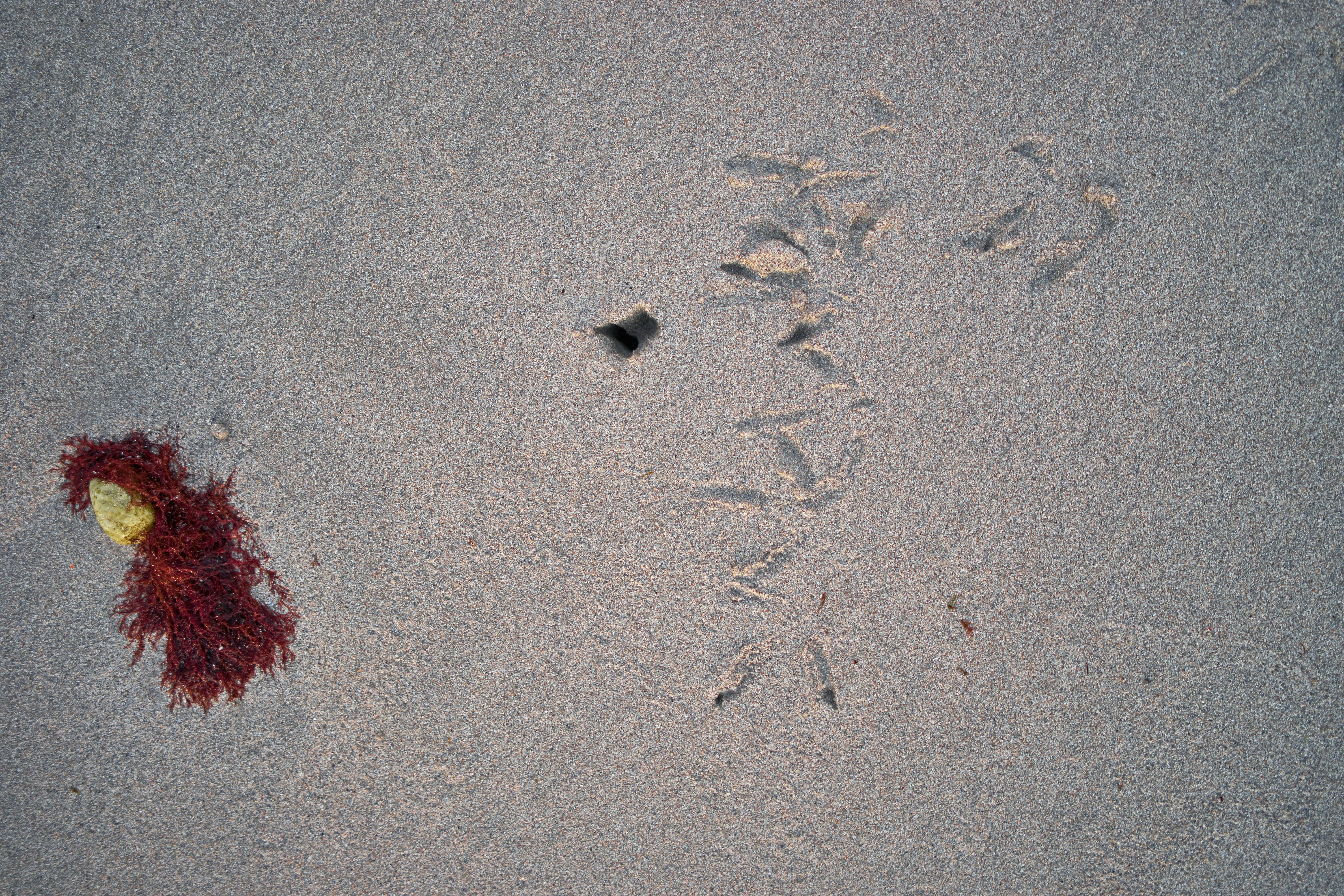 Photo by wolfgang_hasselmann