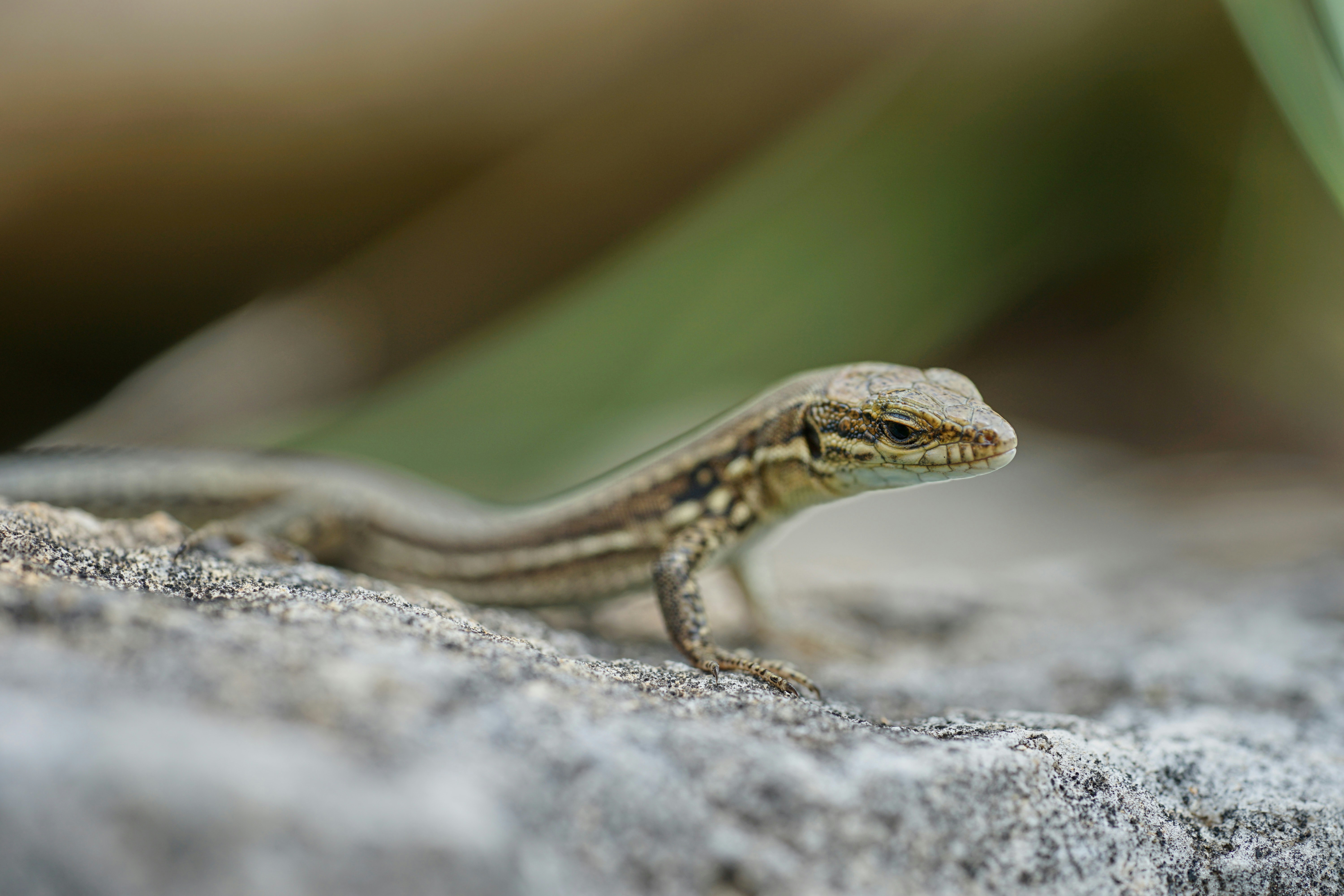 The Schneider’s Skink: Cozy Burrower (image credits: unsplash)