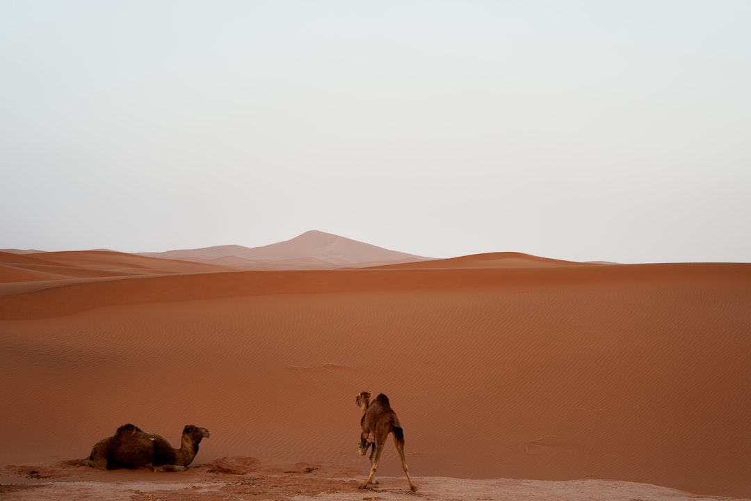 camels on desert during daytime