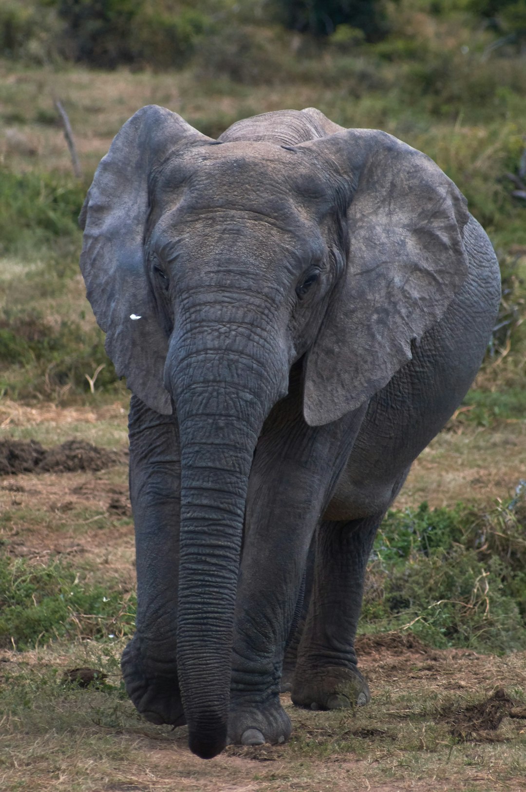 gray elephant on green grass field during daytime