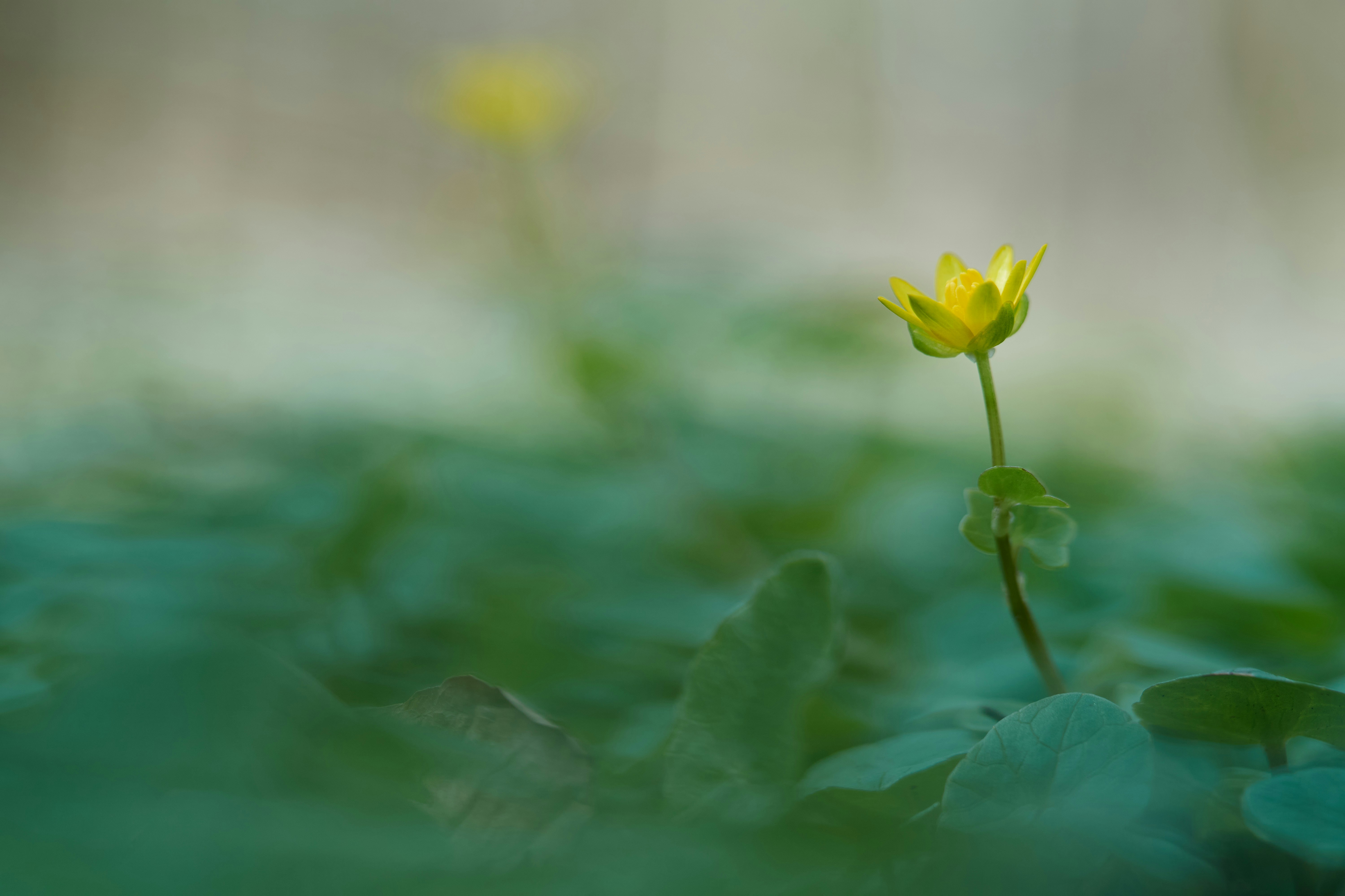 Photo by wolfgang_hasselmann