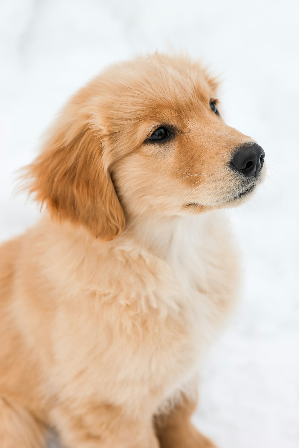 golden retriever puppy on snow covered ground during daytime