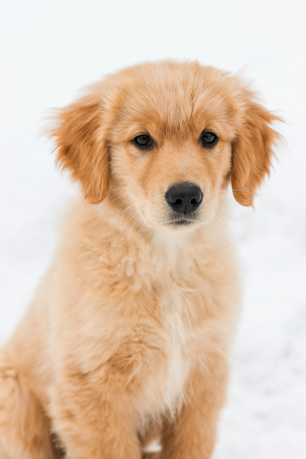 filhote de cachorro golden retriever no chão coberto de neve